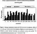 Fig. 02 - Sugarcane plants with an increased storage carbohydrate content