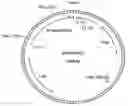 Fig. 01 - GENES ENCODING 4-HYDROXYPHENYLPYRUVATE DIOXYGENASE (HPPD) ENZYMES FOR PLANT METABOLIC ENGINEERING