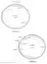 Fig. 07 - GENES ENCODING 4-HYDROXYPHENYLPYRUVATE DIOXYGENASE (HPPD) ENZYMES FOR PLANT METABOLIC ENGINEERING