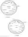 Fig. 09 - GENES ENCODING 4-HYDROXYPHENYLPYRUVATE DIOXYGENASE (HPPD) ENZYMES FOR PLANT METABOLIC ENGINEERING