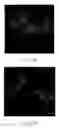Fig. 06 - Biomaterial and preparation method thereof