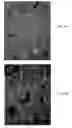 Fig. 07 - Fully Integrated Organic Layered Processes for Making Plastic Electronics Based on Conductive Polymers and Semiconductor Nanowires