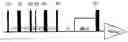 Fig. 01 - Method of 2D-NMR correlation spectroscopy with double quantum filtration followed by evolution of single quantum transitions