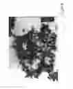 Fig. 30 - Multiple metal oxide submicron particles