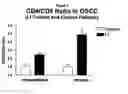 Fig. 03 - Method for altering the CD4/CD8 ratio and the mononuclear cellular infiltrate into a tumor