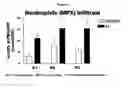 Fig. 07 - Method for altering the CD4/CD8 ratio and the mononuclear cellular infiltrate into a tumor
