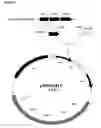 Fig. 02 - Gut commensal bacterium and methods of using the same