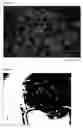 Fig. 02 - Cultured Cell Sheet, Production Method and Tissue Repair Method Using Thereof