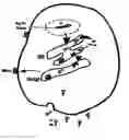 Fig. 01 - Compositions and methods for identifying antigens which elicit an immune response