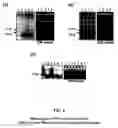 Fig. 07 - Method for efficient post-transcriptional gene silencing using intrinsic direct repeat sequences and utilization thereof in functional genomics