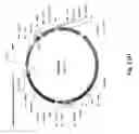 Fig. 04 - Process of Producing a Plastid-Targeted Protein in Plant Cells