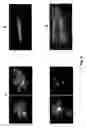 Fig. 06 - Process of Producing a Plastid-Targeted Protein in Plant Cells