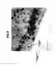Fig. 09 - Fibrous Catalyst