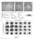 Fig. 02 - Methods and compositions for modulating medial-lateral neuronal topographic maps