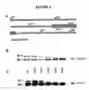Fig. 03 - Novel Goodpasture Antigen-Binding Protein Isoforms and Protein Misfolded-Mediated Disorders