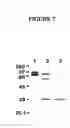 Fig. 08 - Novel Goodpasture Antigen-Binding Protein Isoforms and Protein Misfolded-Mediated Disorders