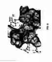Fig. 07 - Conformationally constrained Smac mimetics and the uses thereof