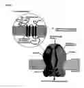 Fig. 02 - Ligands for nicotinic acetylcholine receptors, and methods of making and using them