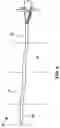 Fig. 09 - Flexible introducer