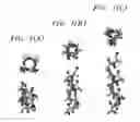 Fig. 02 - Sequence pattern descriptors for transmembrane structural details