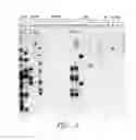 Fig. 06 - Method for producing transgenic rats