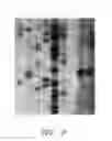 Fig. 10 - Method for producing transgenic rats