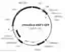 Fig. 01 - PROMOTER, PROMOTER CONTROL ELEMENTS, AND COMBINATIONS, AND USES THEREOF
