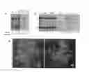 Fig. 01 - Geminivirus Resistant Transgenic Plants