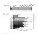 Fig. 07 - Geminivirus Resistant Transgenic Plants