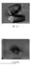 Fig. 02 - IDENTITY PRESERVATION SYSTEM FOR TRANSGENIC WHEAT AND TRITICALE