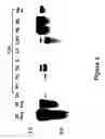 Fig. 07 - Nucleic acids encoding monomers of a type II serine proteinase inhibitor
