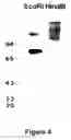Fig. 09 - Nucleic acids encoding monomers of a type II serine proteinase inhibitor