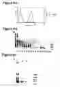 Fig. 11 - Nucleic acids encoding monomers of a type II serine proteinase inhibitor