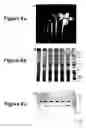 Fig. 15 - Nucleic acids encoding monomers of a type II serine proteinase inhibitor
