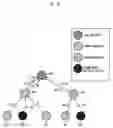 Fig. 06 - Method for transmitting sensor data in sensor network including pair node