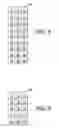 Fig. 05 - Using sequential taps to enter text