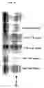 Fig. 07 - Composition and Methods For Inhibiting Cell Survival