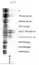 Fig. 08 - Composition and Methods For Inhibiting Cell Survival