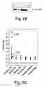 Fig. 08 - Diagnostic and therapeutic methods based on the L1 adhesion molecule for ovarian and endometrial tumors