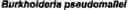 Fig. 07 - Identification and characterization of novel proline racemases and hydroxyproline-2-epimerases, uses thereof, and methods of identifying proline racemases and hydroxyproline-2-epimerases