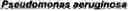 Fig. 19 - Identification and characterization of novel proline racemases and hydroxyproline-2-epimerases, uses thereof, and methods of identifying proline racemases and hydroxyproline-2-epimerases
