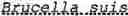 Fig. 30 - Identification and characterization of novel proline racemases and hydroxyproline-2-epimerases, uses thereof, and methods of identifying proline racemases and hydroxyproline-2-epimerases