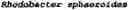Fig. 40 - Identification and characterization of novel proline racemases and hydroxyproline-2-epimerases, uses thereof, and methods of identifying proline racemases and hydroxyproline-2-epimerases