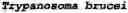 Fig. 41 - Identification and characterization of novel proline racemases and hydroxyproline-2-epimerases, uses thereof, and methods of identifying proline racemases and hydroxyproline-2-epimerases