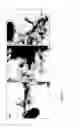 Fig. 02 - Pili from 