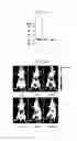 Fig. 02 - Composite For Liver-Specific Delivery and Release of Therapeutic Nucleic Acids or Drugs