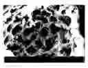 Fig. 01 - Fast-Disintegrating Microporous Binders