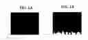 Fig. 02 - Toner for developing latent electrostatic image, container having the same, developer using the same, process for developing using the same, image-forming process using the same, image-forming apparatus using the same, and image-forming process cartridge using the same