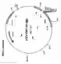 Fig. 07 - Methods for Cloning Nucleic Acids in a Desired Orientation