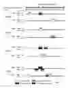 Fig. 10 - Hepadna virus core proteins as vaccine platforms and methods of use thereof